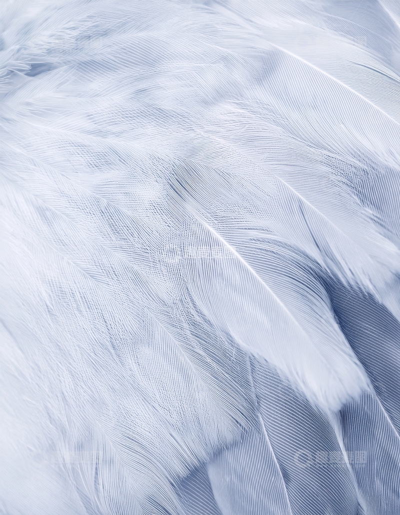 高清大图下载【趣麦麦图】白色羽毛微观纹理特写