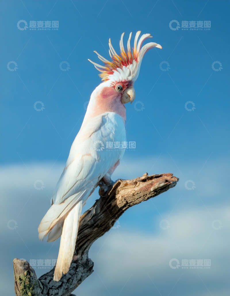 高清大图下载【趣麦麦图】蓝天中粉白凤头鹦鹉身姿