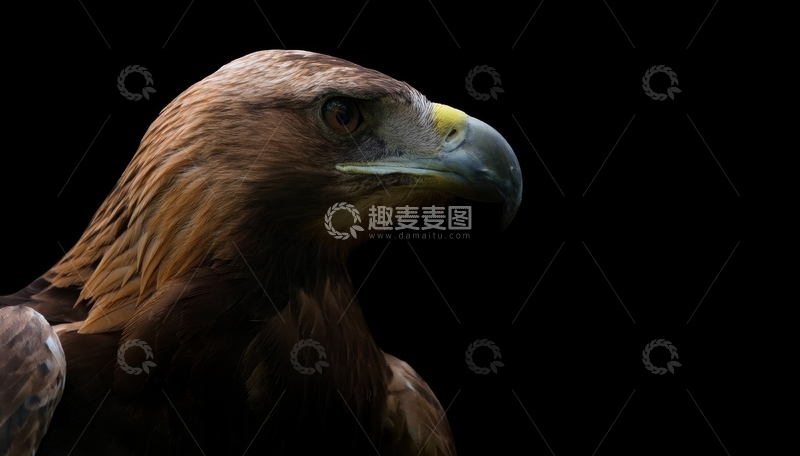 高清大图下载【趣麦麦图】暗调中金棕色鹰的侧影