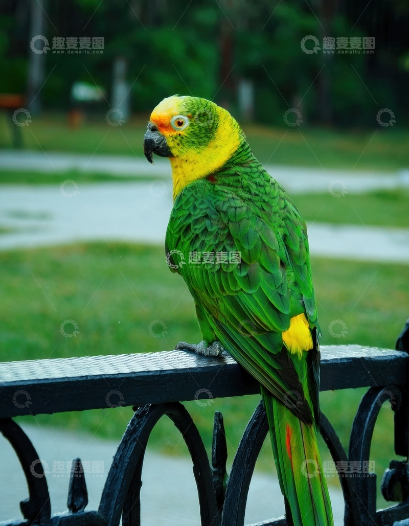 高清大图下载【趣麦麦图】黑栏杆上绿黄鹦鹉栖息
