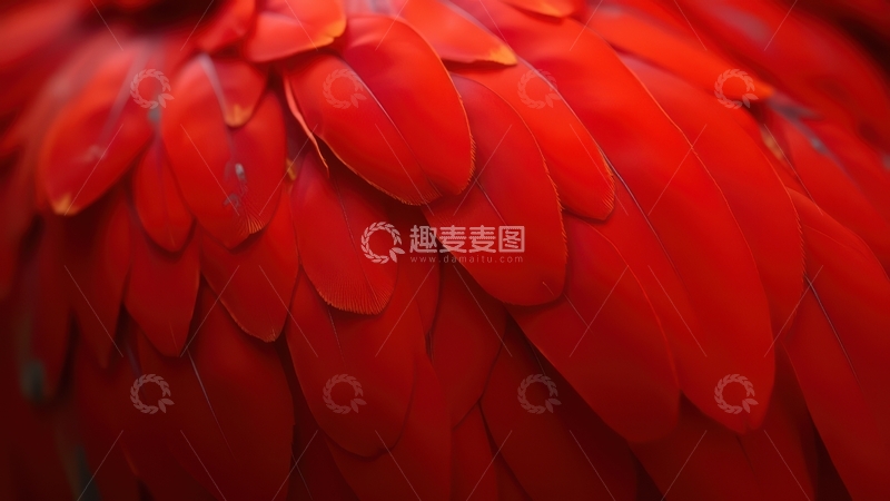 高清大图下载【趣麦麦图】鲜红色羽毛特写