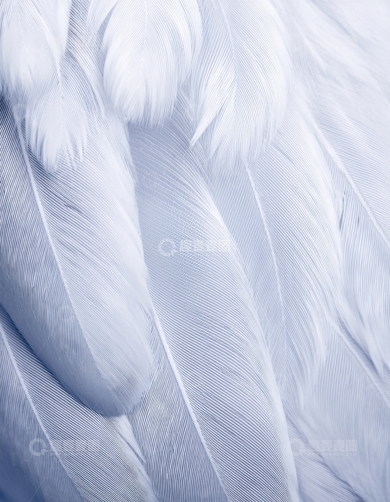 高清大图下载【趣麦麦图】白色羽毛的细腻纹理特写