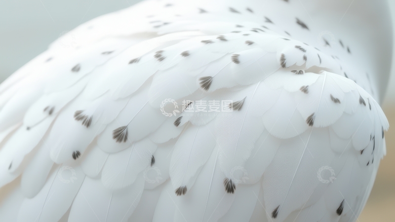 高清大图下载【趣麦麦图】带黑斑白色羽毛特写