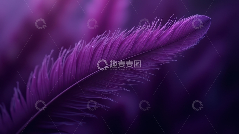 高清大图下载【趣麦麦图】深紫色羽毛特写