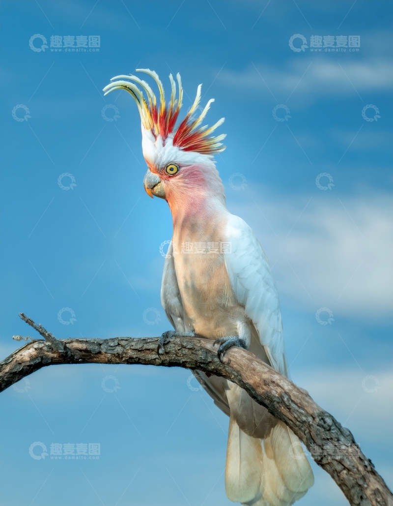 高清大图下载【趣麦麦图】又一粉白凤头鹦鹉侧影