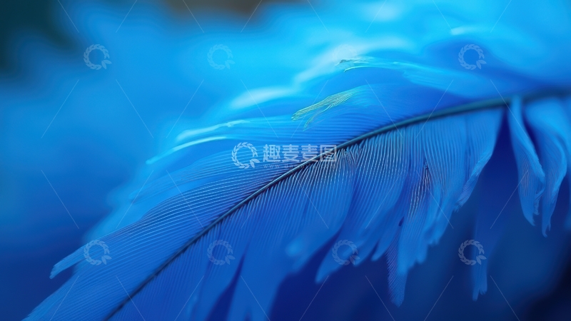 高清大图下载【趣麦麦图】蓝色羽毛特写1