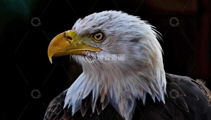 高清大图下载【趣麦麦图】黑背景白头海雕的侧颜1