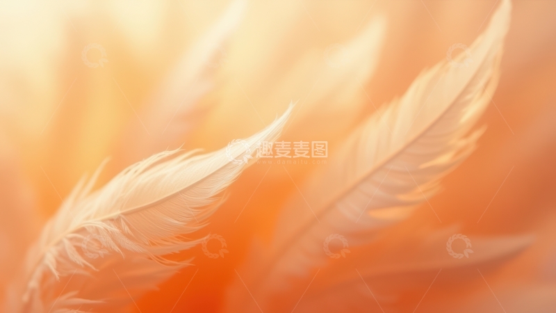 高清大图下载【趣麦麦图】暖色调渐变羽毛特写