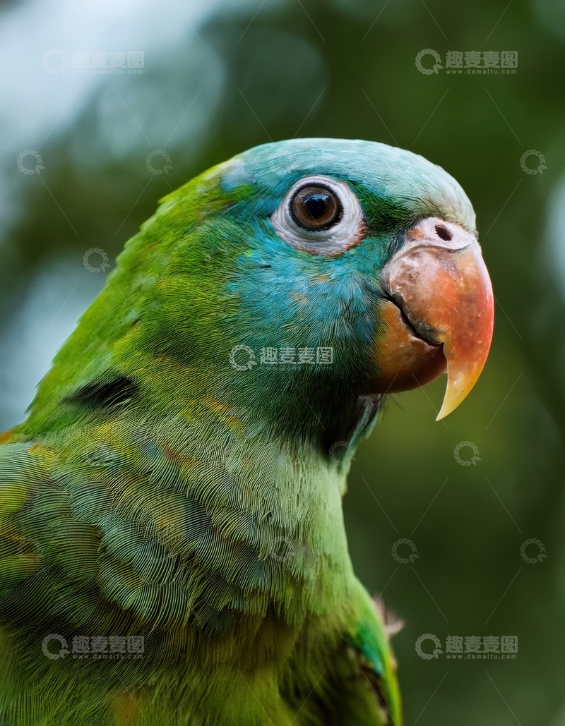 高清大图下载【趣麦麦图】绿蓝鹦鹉的精致头部特写