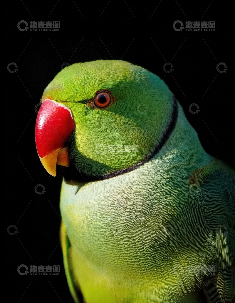 高清大图下载【趣麦麦图】黑幕中红喙绿鹦鹉特写