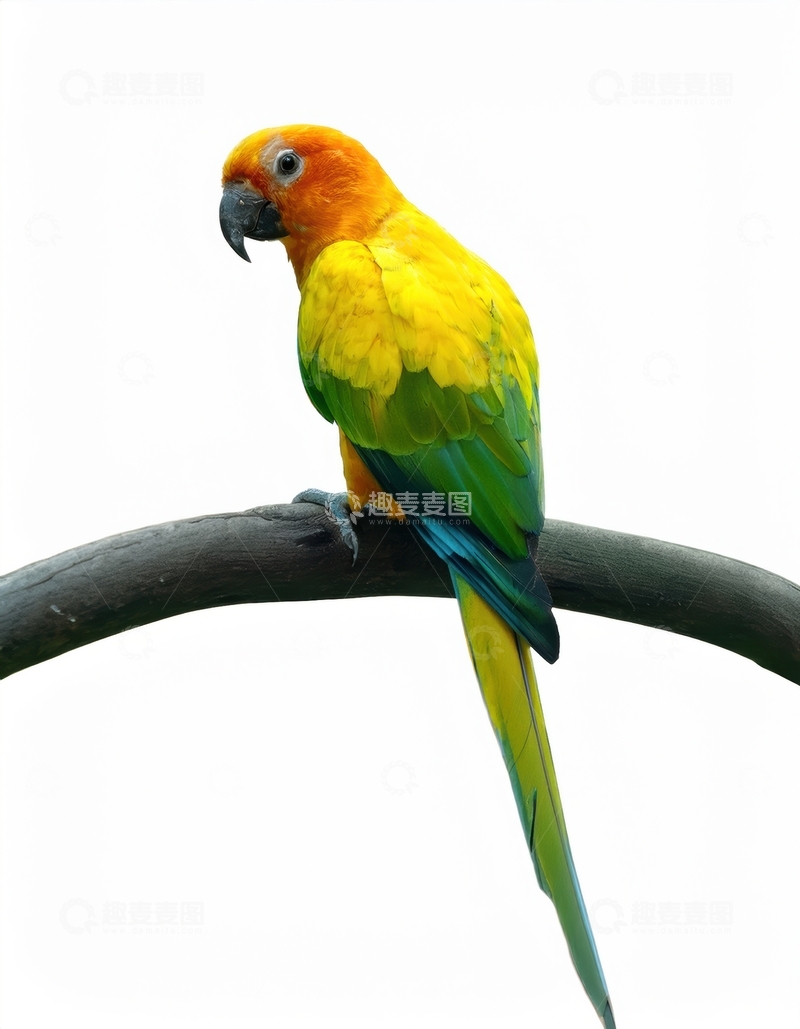高清大图下载【趣麦麦图】黄橙绿鹦鹉的栖息靓影
