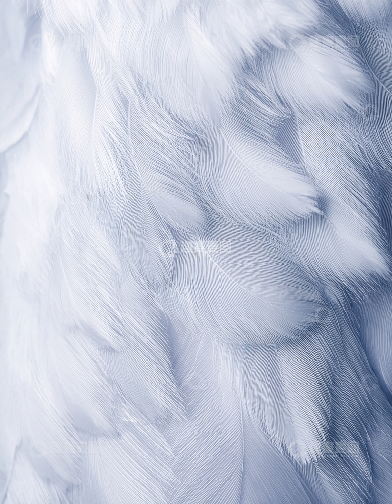 高清大图下载【趣麦麦图】又一白色羽毛纹理特写