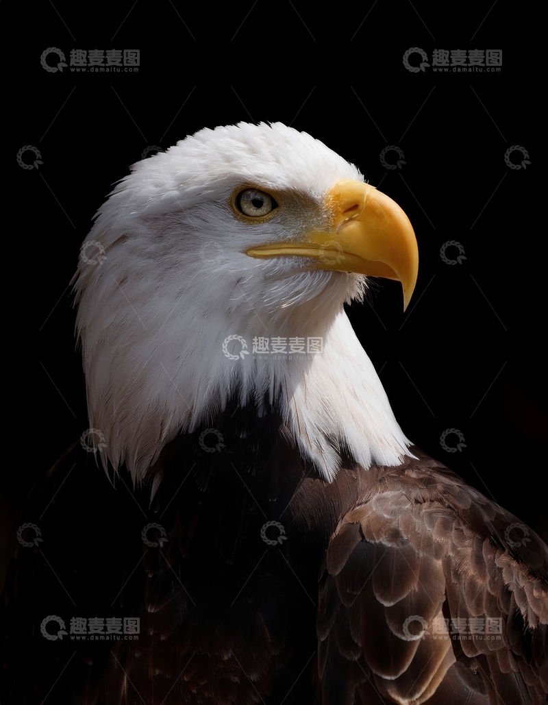 高清大图下载【趣麦麦图】暗场中白头海雕的神态