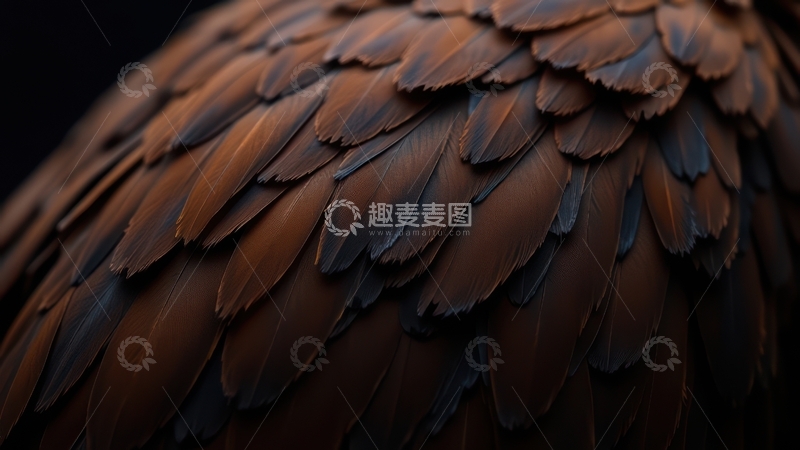 高清大图下载【趣麦麦图】深棕色羽毛特写
