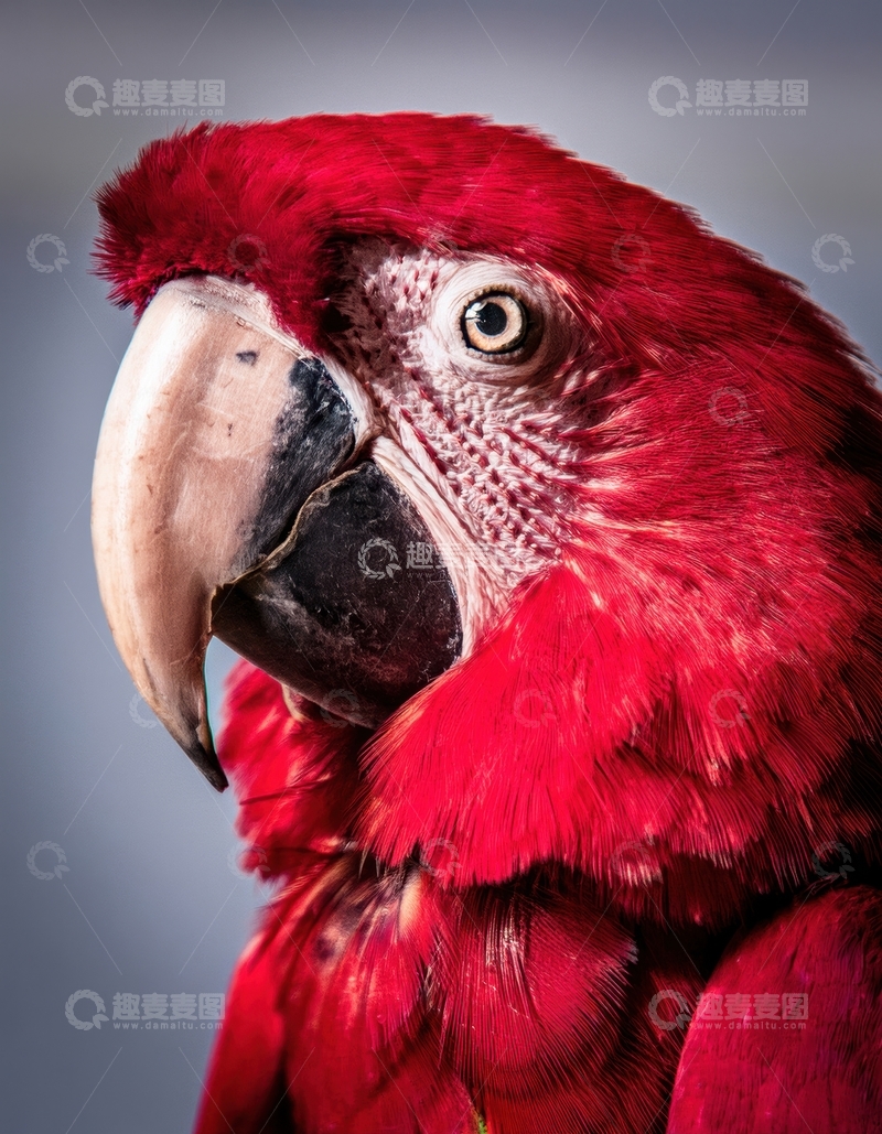 高清大图下载【趣麦麦图】红鹦鹉的霸气头部特写