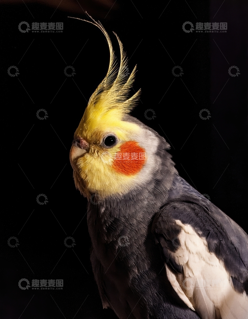 高清大图下载【趣麦麦图】黑背景中玄凤鹦鹉特写