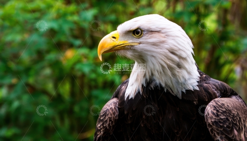 高清大图下载【趣麦麦图】又一绿景中白头海雕侧影1