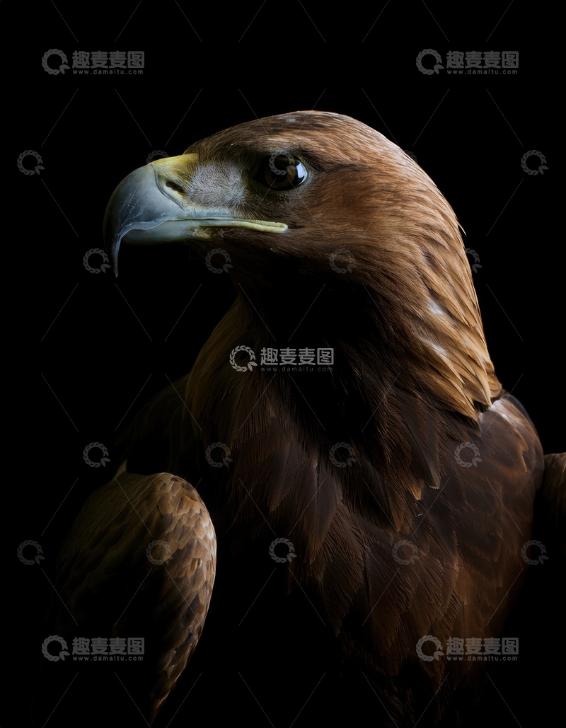 高清大图下载【趣麦麦图】黑幕下金雕的头部特写