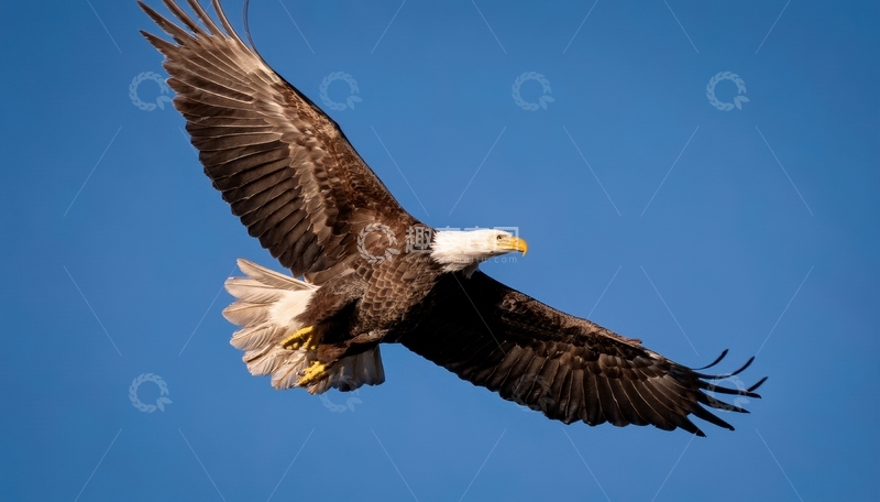 高清大图下载【趣麦麦图】蓝天中翱翔的白头海雕1