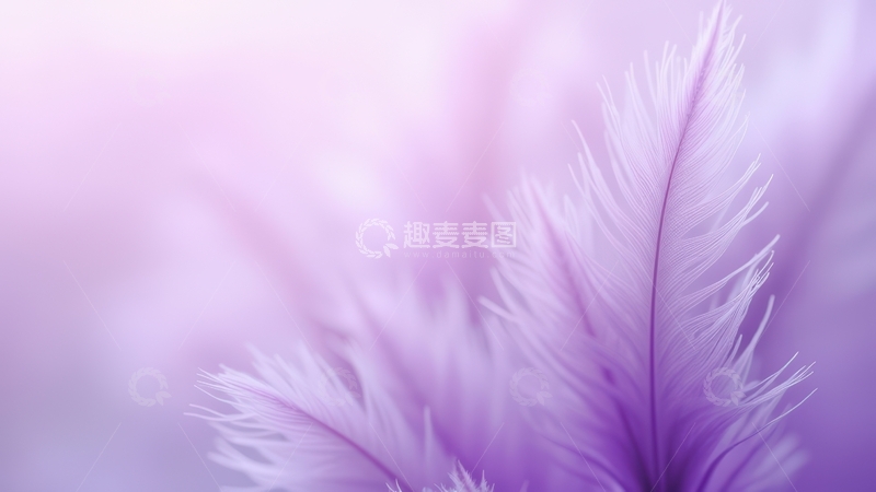 高清大图下载【趣麦麦图】淡紫色羽毛特写