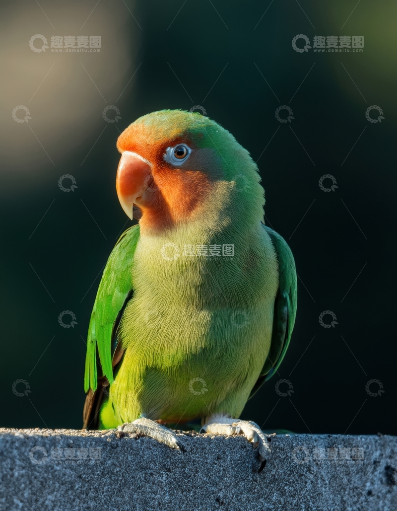 高清大图下载【趣麦麦图】暗场中情侣鹦鹉侧影