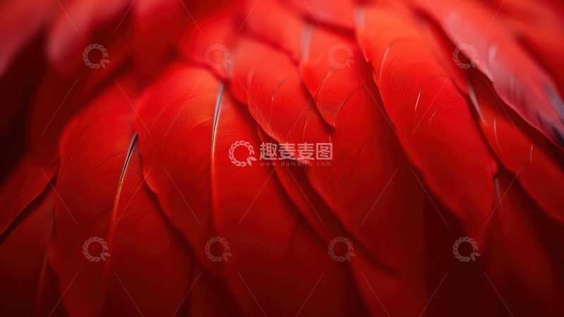 高清大图下载【趣麦麦图】鲜红色羽毛紧密排列