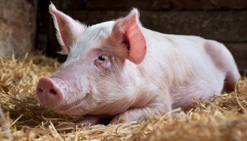 干草堆中小猪安静躺着