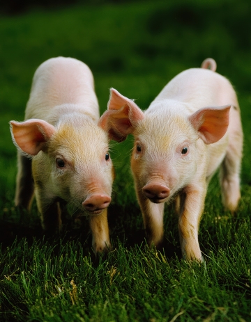 草地上的两只小猪