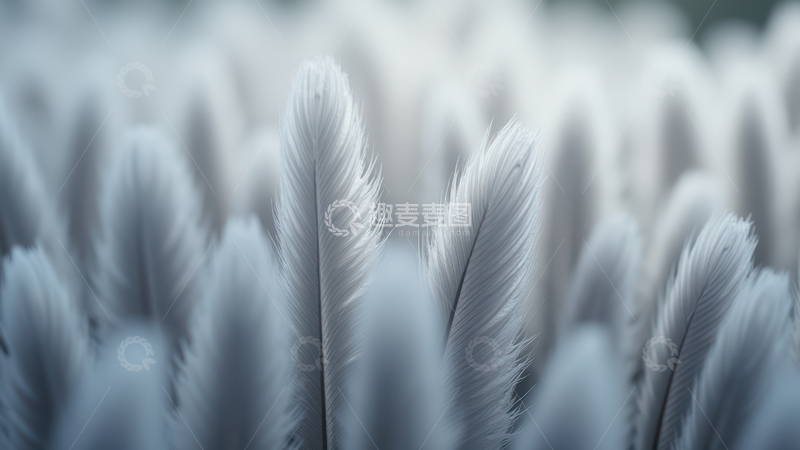 高清大图下载【趣麦麦图】浅灰色单羽突出画面
