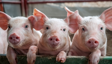 围栏边探身的三只小猪