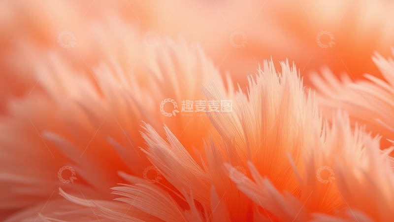 高清大图下载【趣麦麦图】淡橙色羽毛蓬松景象图
