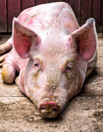 地面趴卧的肥猪