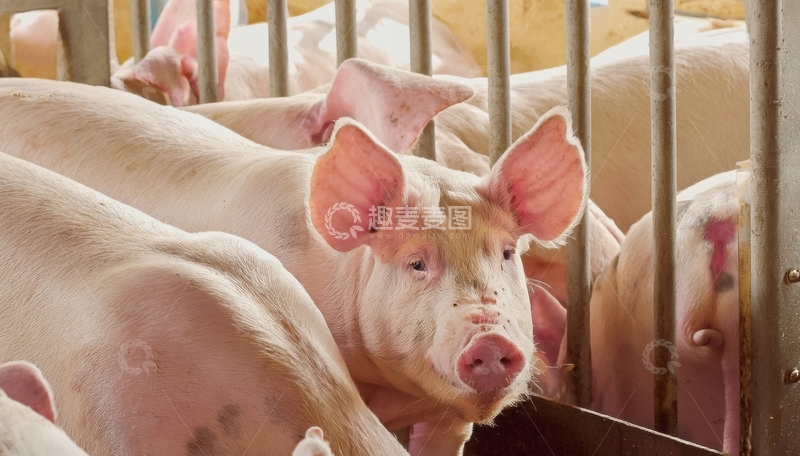 高清大图下载【趣麦麦图】圈舍里的猪群