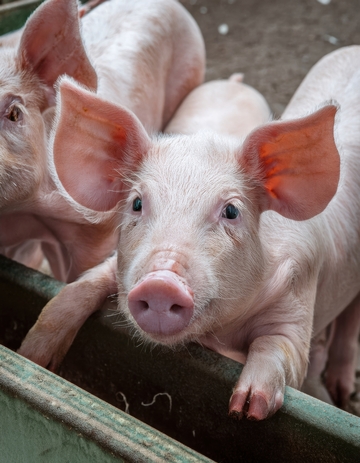 小猪围栏边呆萌探头