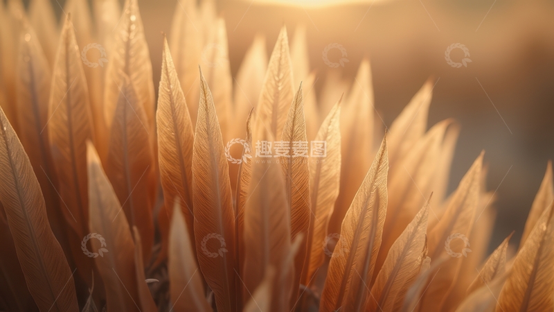高清大图下载【趣麦麦图】暖棕色羽毛在阳光下闪耀