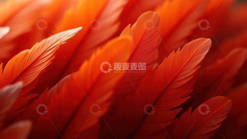 高清大图下载【趣麦麦图】橙红色羽毛鲜艳群像