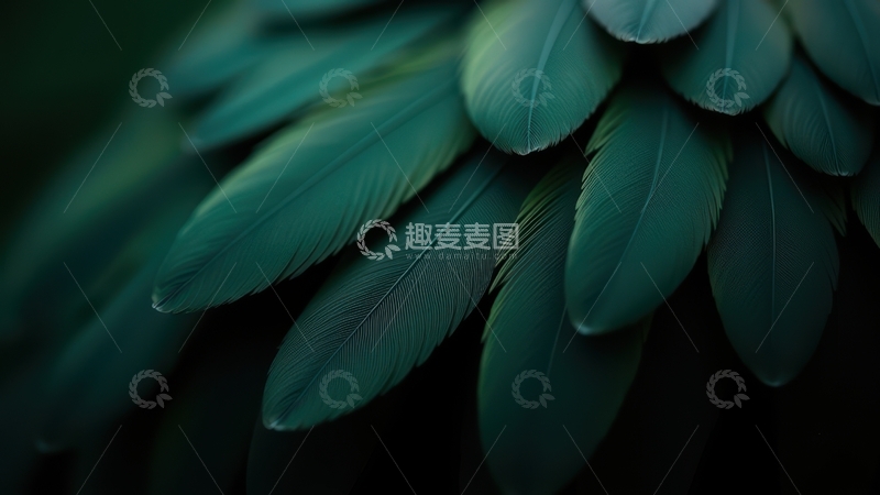 高清大图下载【趣麦麦图】暗绿色羽毛整齐排列画面