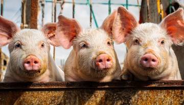 三头猪探头围栏外