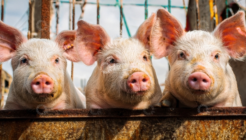 高清大图下载【趣麦麦图】三头猪探头围栏外