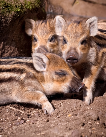 土坑旁依偎的条纹小猪