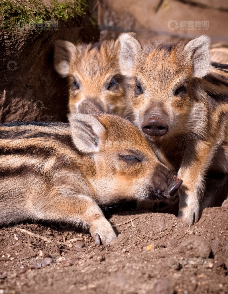 高清大图下载【趣麦麦图】土坑旁依偎的条纹小猪