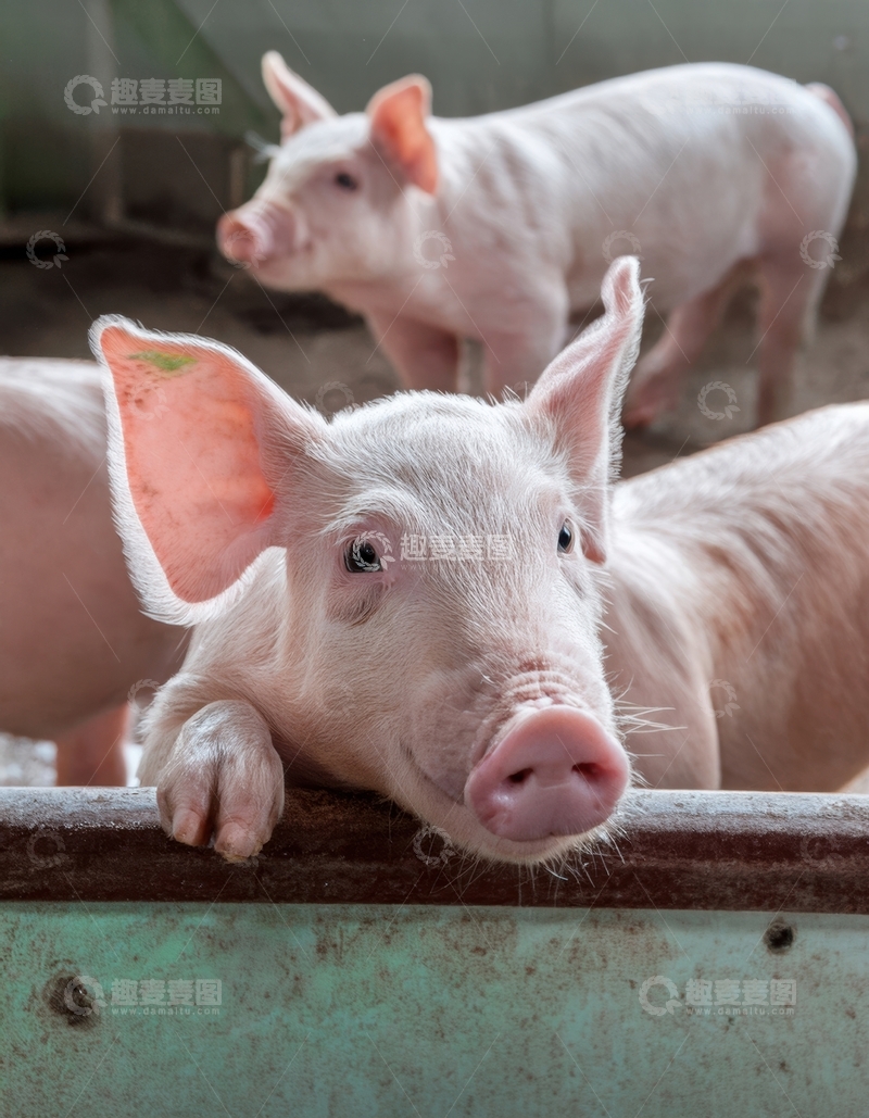 高清大图下载【趣麦麦图】小猪围栏边好奇张望