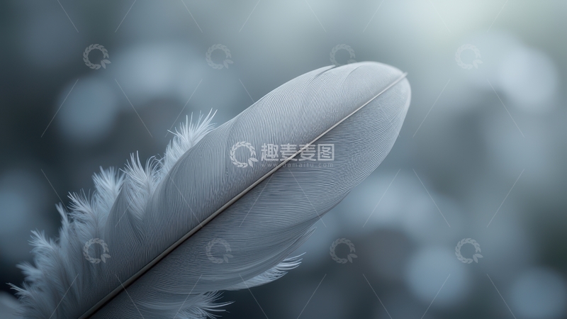 高清大图下载【趣麦麦图】浅灰色单根羽毛展示