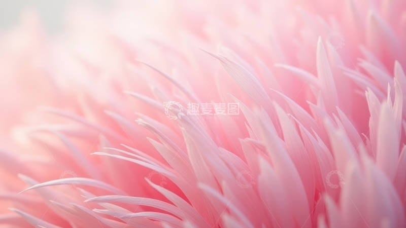 高清大图下载【趣麦麦图】粉色羽毛蓬松质感展示