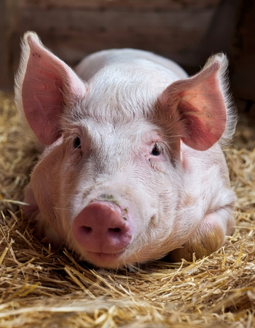 干草堆里放松的猪