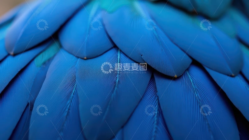 高清大图下载【趣麦麦图】蓝色羽面紧密铺陈的质感