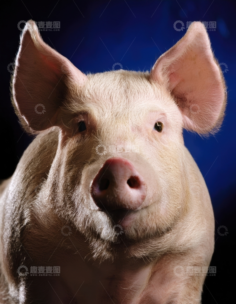 高清大图下载【趣麦麦图】蓝背景前的猪特写