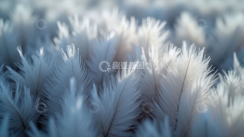 高清大图下载【趣麦麦图】浅灰色羽毛密集特写