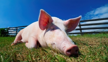 草地上休憩的猪