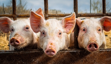 三头猪探出头的可爱模样